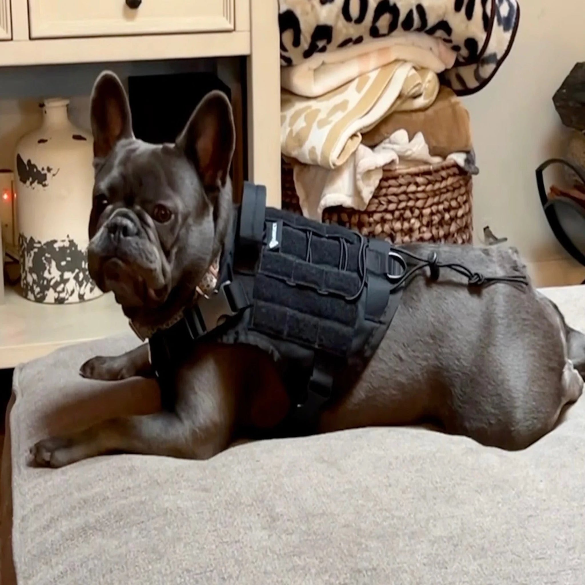 Bartact Tactical Dog Vest K9 Harness